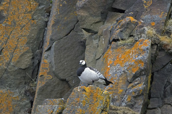 Barnacle goose (Branta leucopsis) standing on rock ledge in cliff face in summer on Svalbard,
