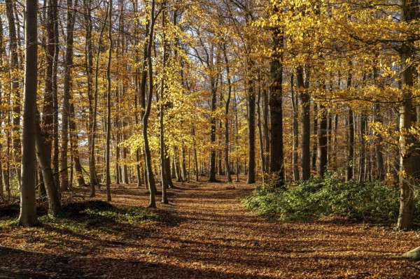 Autumn in the forest near Havixbeck, Münsterland, North Rhine-Westphalia, Germany, Europe