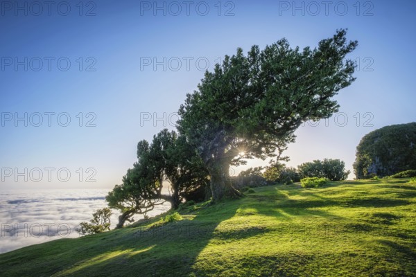 Centuries-old til trees in fantastic magical idyllic Fanal Laurisilva forest on sunrise. Madeira