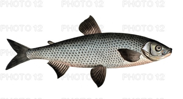 Fish, Fish, Salmon family, Salmo maraena, large whitefish, vendace, cisco, lake herring,