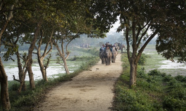 Tourists ride elephants during a safari at Kaziranga National Park on December 5, 2024 in