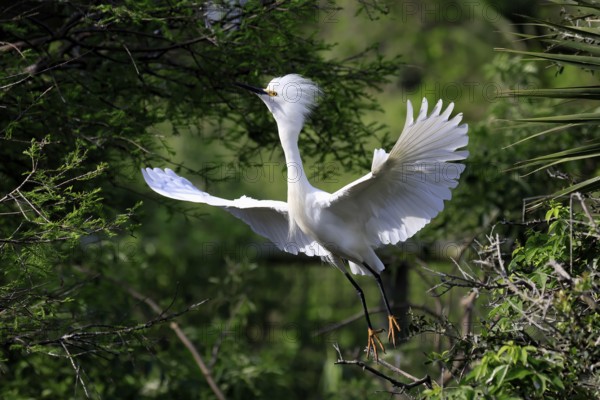 Great Egret (Egretta thula), adult, flying, St. Augustine, Florida, North America, USA, North