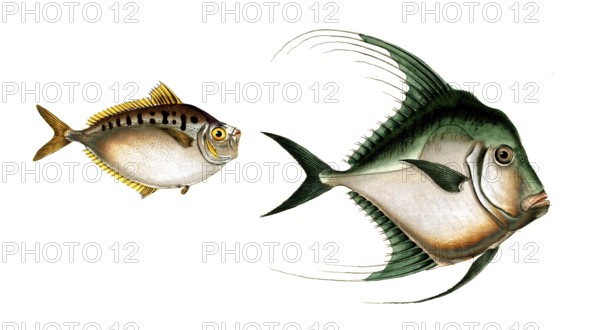 Fish, fish, left: Fish genus from the Zeidae family, Zeus insidator, the cunning mirror fish.