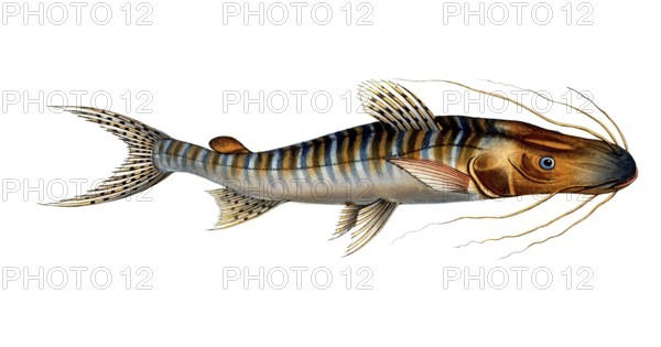 Fish, Fish, Fish genus from the family of the true catfishes within the order of the catfishes,