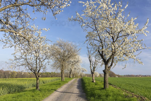 Cherry tree avenue (Prunus) in bloom, Klipphausen, Saxony, Germany, Europe