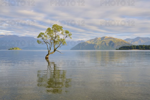 A lone tree in the water under a cloudy sky, surrounded by mountains, summer, Lake Wanaka, Wanaka,