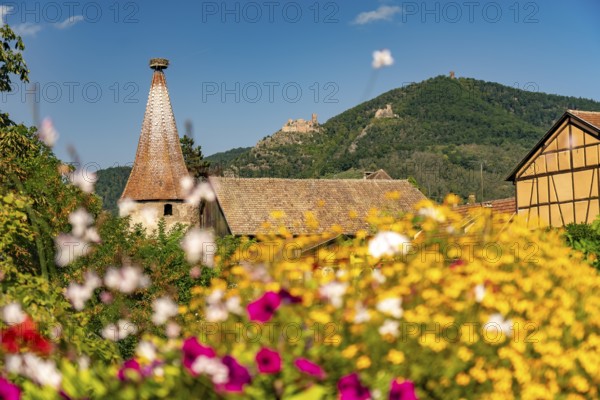 Colourful flower arrangements in Ribeauville, Alsace, France, Europe