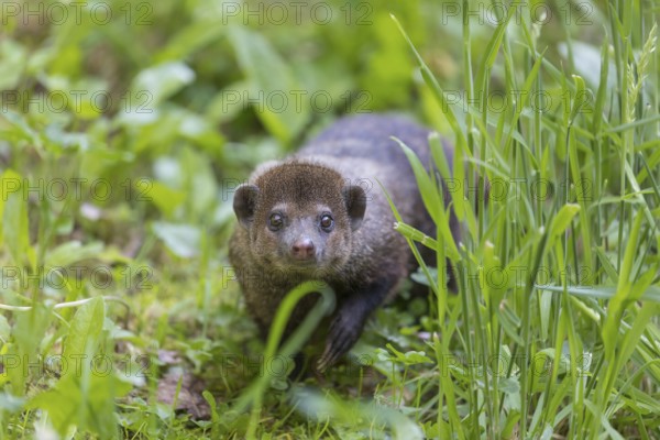 One Common cusimanse, Crossarchus obscurus, walking thru lush tall grass