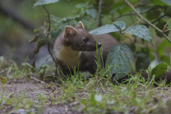 Young european pine marten sitting on the ground framed with green leaves