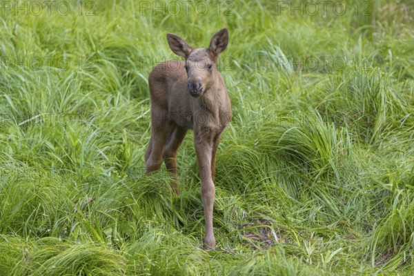 One baby moose or elk, Alces alces, (19 days old, born May 8, 2020 standing on a meadow with tall