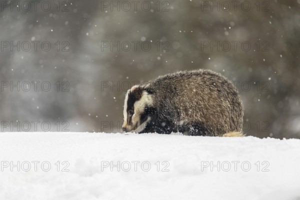One young European badger (Meles meles) walking through deep snow during snow fall