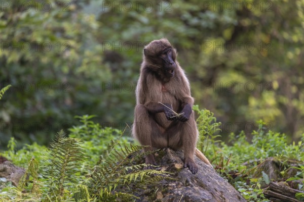 Portrait of an adult female Gelada (Theropithecus gelada), or bleeding-heart monkey, resting on a