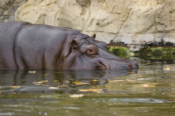 A hippopotamus or hippo (Hippopotamus amphibius), entering the river, partially submerged