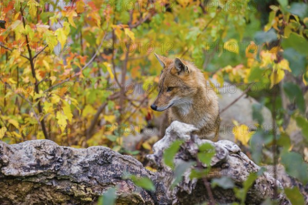 One golden jackal (Canis aureus) stands on a fallen tree trunk. Behind him is a tree in intense