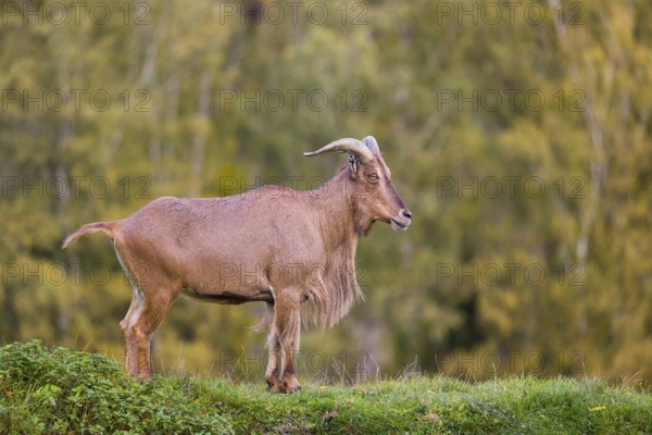 One Barbary sheep (Ammotragus lervia) stands on green hilly ground. A forest is in the background