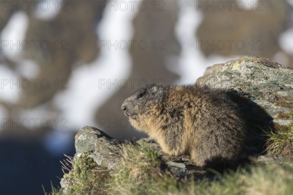 One Alpine Marmot, Marmota marmota, standing on a rock with green grass, mountains in the distant