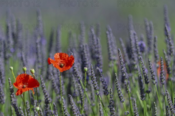 Corn poppy in a lavender field, Provence, France, Europe