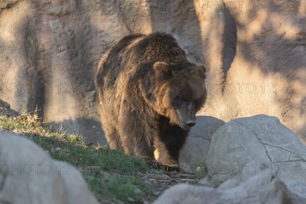 One Kamchatka brown bear (Ursus arctos piscator), walking over grass between rocks. Some green
