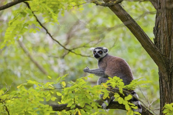 A ring-tailed lemur (Lemur catta) stands high up on a branch of tree with fresh green leafs