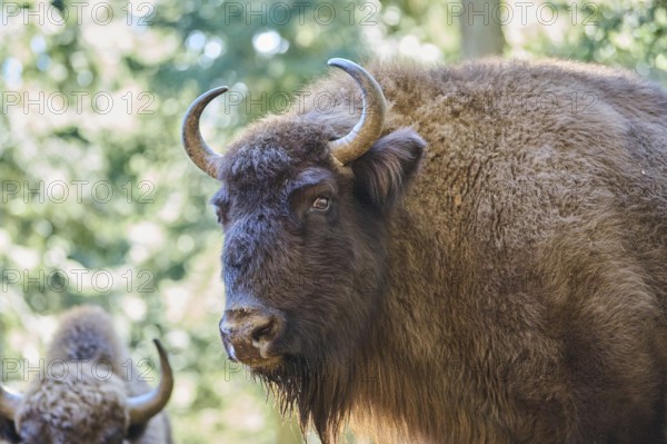 European bison (Bison bonasus) portrait in a forest in spring, Bavarian Forest, Germany, Europe
