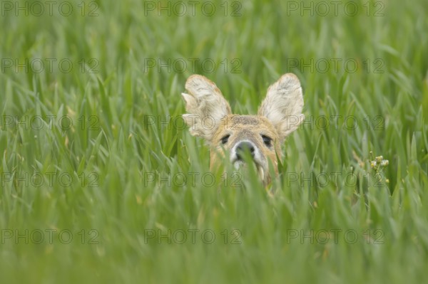 Chinese water deer (Hydropotes inermis) adult animal in a farmland cereal field, England, United