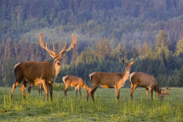 An Altai maral stag, Altai wapiti or Altai elk (Cervus canadensis sibiricus) and some grazing hinds