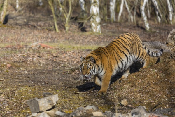 One young female Siberian Tiger, Panthera tigris altaica, walking over rocks in a birch tree forest