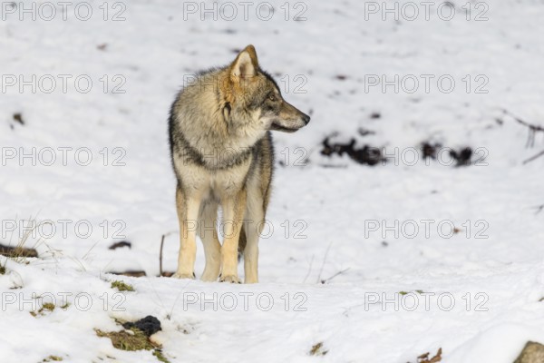 A young grey wolfgrey wolf (Canis lupus lupus) stands on a sloping, snow-covered meadow on a hill