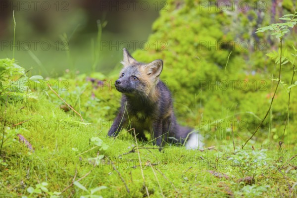One young silver fox (Vulpes vulpes) exploring the surrounding of its den on the mossy forest floor