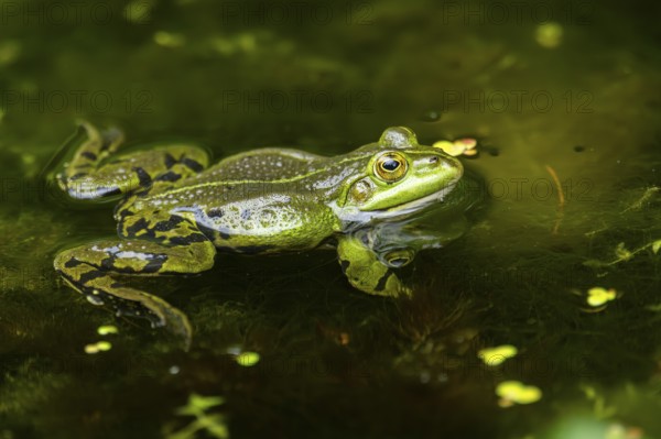 Edible frog (Pelophylax esculentus) in a little lake in the water, Bavaria, Germany, Europe