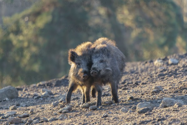 Two young wild boars (Sus scrofa) play fighting and dominance on a frozen field on a sunny day. A