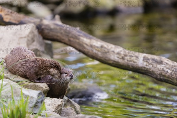 Two oriental small-clawed otter or Asian small-clawed otter (Aonyx cinerea), standing on the rocky