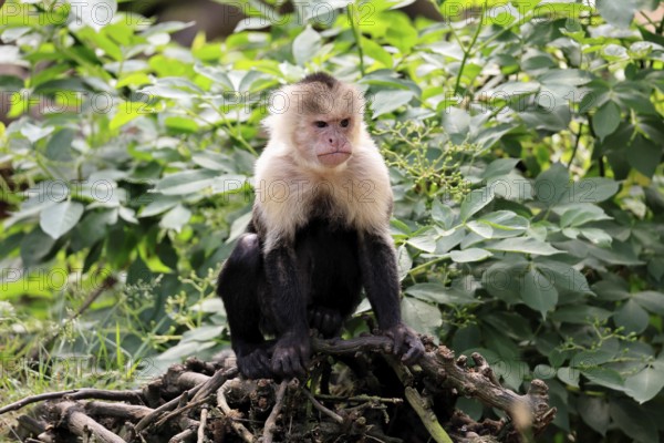 White-shouldered capuchin monkey (Cebus capucinus), adult, on the ground, alert, South America