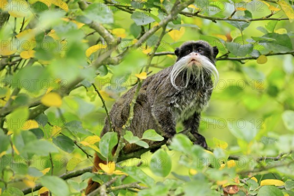Emperor bearded tamarin (Saguinus imperator subgrisescens), adult, on tree, alert, South America
