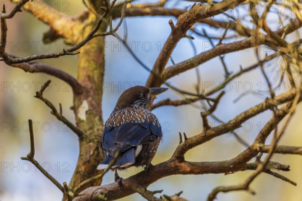 One spotted nutcracker or Eurasian nutcracker (Nucifraga caryocatactes) sitting on a twig. Blue sky