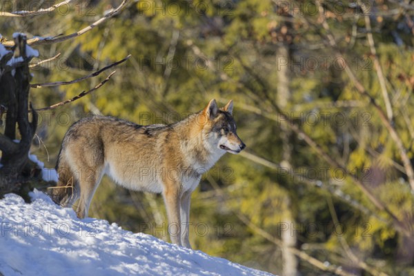 An adult female grey wolf (Canis lupus lupus) stands on a sloping, snow-covered meadow at the edge