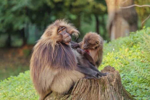 A male and a female Gelada (Theropithecus gelada), or bleeding-heart monkey sit in beautiful light