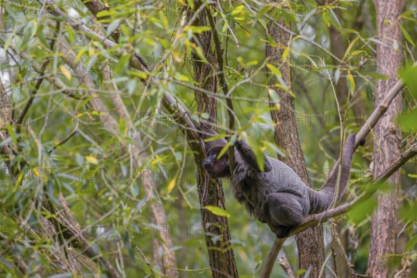 A common woolly monkey, brown woolly monkey, or Humboldt's woolly monkey (3) (Lagothrix