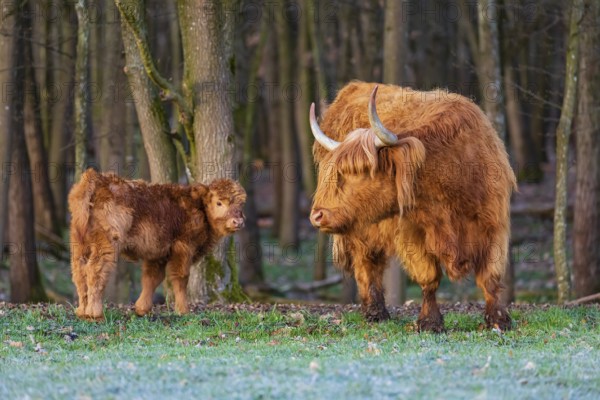 One Highland cow (Bos (primigenius) taurus) and her calf stand at a forest edge