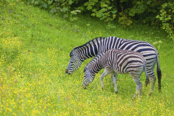 Chapman's zebra (Equus quagga chapmani) grazing on a yellow flowering meadow