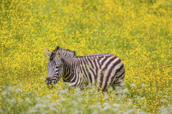 Chapman's zebra (Equus quagga chapmani) grazing on a yellow flowering meadow