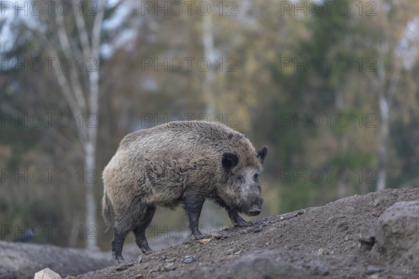 One wild boar or wild pig (Sus scrofa), standing on a hill of debris, with an autumnal colored