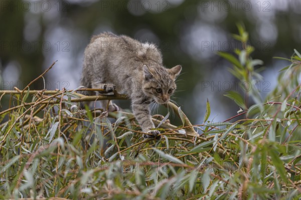 One young European wildcat, Felis silvestris silvestris, sitting in a green weeping willow tree.