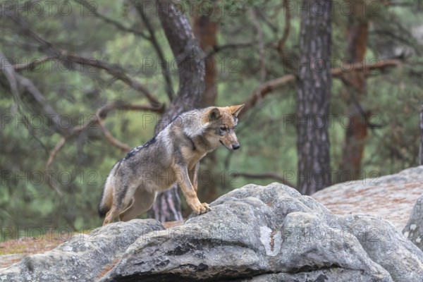 One young male eurasian gray wolf (Canis lupus lupus) running thru a forest with rocks and heather.