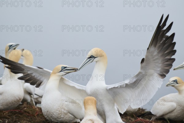 Northern gannet (Morus bassanus) couple, greeting each other, wildlife, Helgoland, Germany, Europe