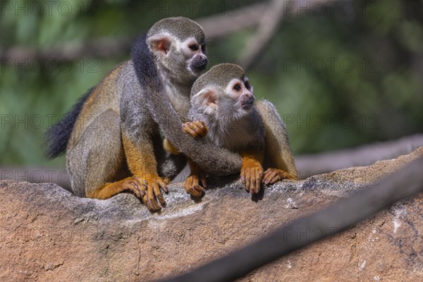 Two baby Central American squirrel monkey, Saimiri oerstedii, sitting on a red rock, playing