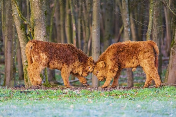Two Highland calves (Bos (primigenius) taurus) playfighting