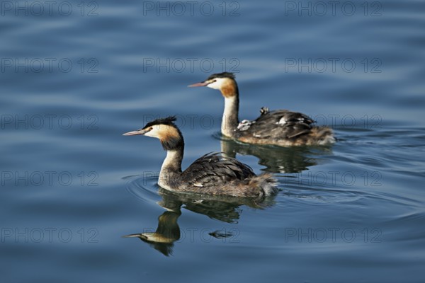 Great Crested Grebe (Podiceps Scalloped ribbonfish), pair with chicks in plumage swimming in the