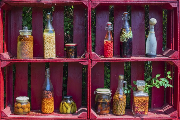 A red wooden shelf with jars and bottles full of pickled fruits and vegetables at the Hortulus