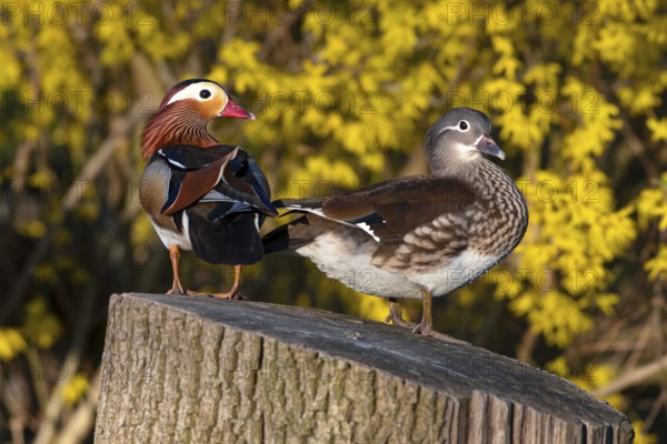 Mandarin duck (Aix galericulata), pair in mating season, sitting on a tree trunk, Heiligenhaus,